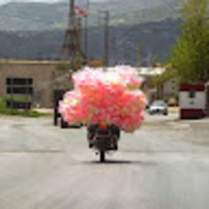 Meet your Posher, Lily